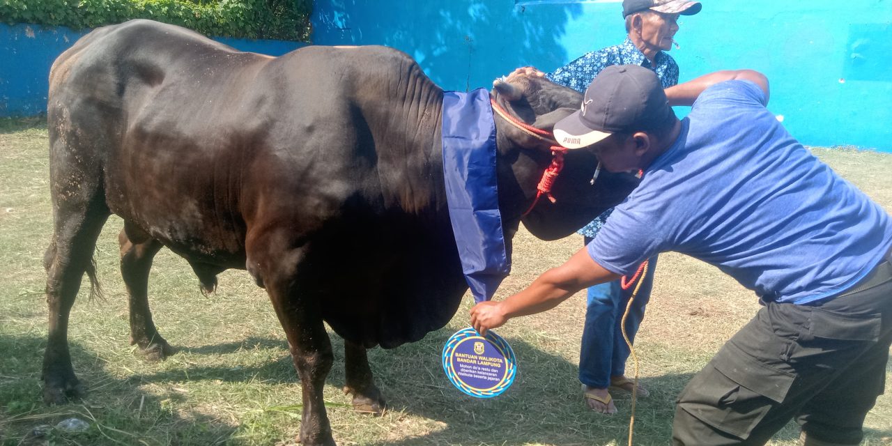 Walikota Eva Dwiana Salurkan 93 Hewan Qurban