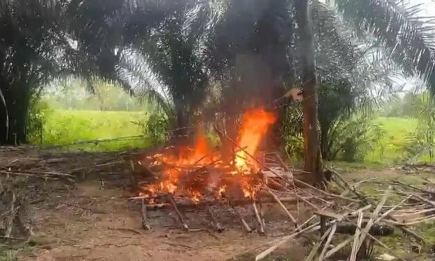 Polisi Bakar Gubuk Pesta Narkoba di Lampung Tengah, Tersangka Kabur Lewat Sungai